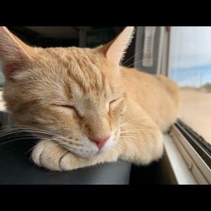 Meet your Posher, Sheena